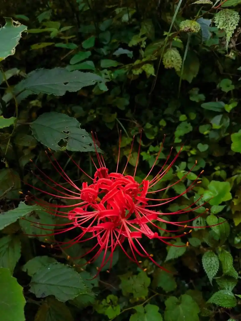 它们都盛开在什么地方呢 九月赏花:彼岸花 颜色:白色(叫曼陀罗花)