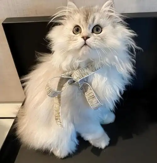 金吉拉应该怎么养?金吉拉猫咪怎么养?