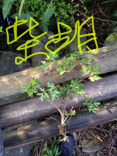 三出复叶,小叶5~7深裂,叶柄红色,印象中地下还有点块根.