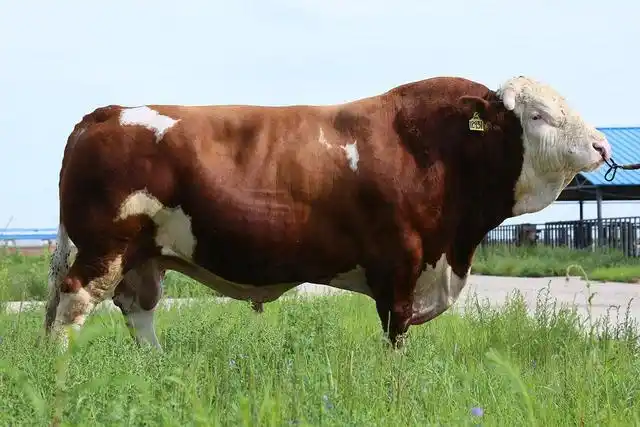 今天就来和大家一起了解一下,种公牛什么时候配种好,一头种公牛能用