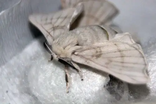 家里蚕宝宝变的飞蛾～(昆虫畏惧者慎入)