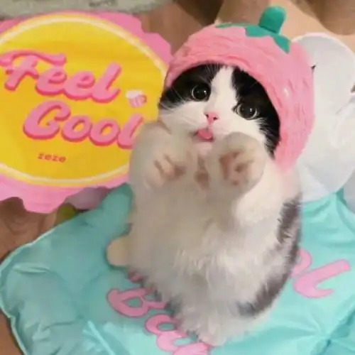 壁纸 动物 狗 狗狗 猫 猫咪 小猫 桌面 690_690