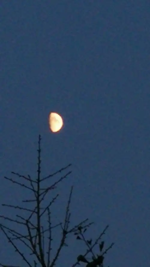 "半月"与中街夜景