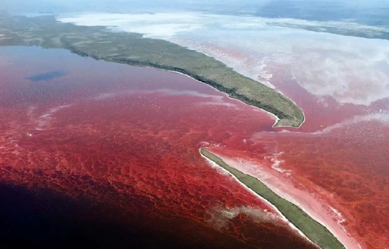 北海道出现"红色幽灵",让绝大多数海胆死亡(赤潮现象)_探秘志