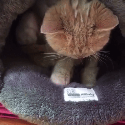 猫吖喵啊咪猫咪为什么喜欢踩奶