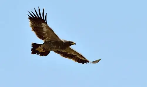 草原雄鹰