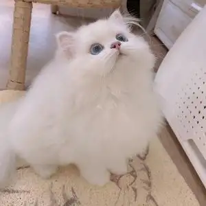 纯种金吉拉幼猫纯白长毛猫矮脚猫活体可爱猫咪