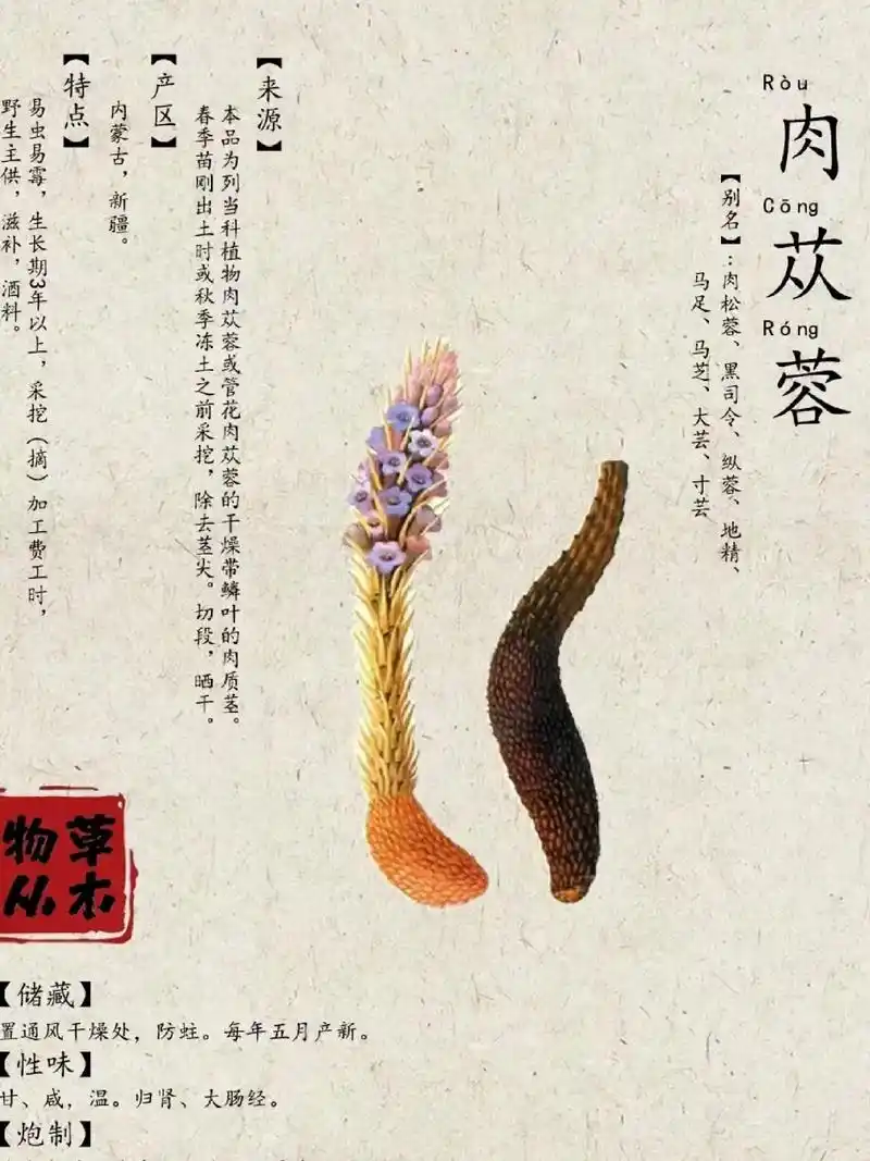 我的抖音生活日记 真正的大漠油性肉苁蓉不露头采挖原汁原 - 抖音