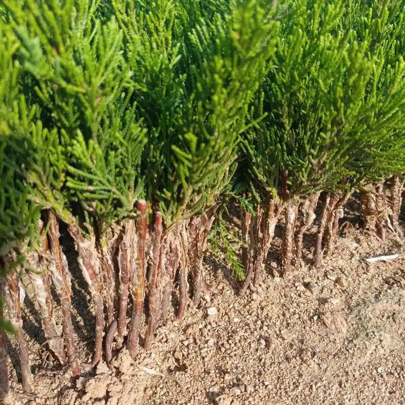 龙柏当年小床苗:质优价廉,母本粗壮,接头多.匀称,如需种植的 - 抖音