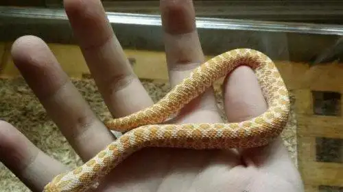 世界上最胆小的蛇猪鼻蛇受到惊吓就装死毒性很小