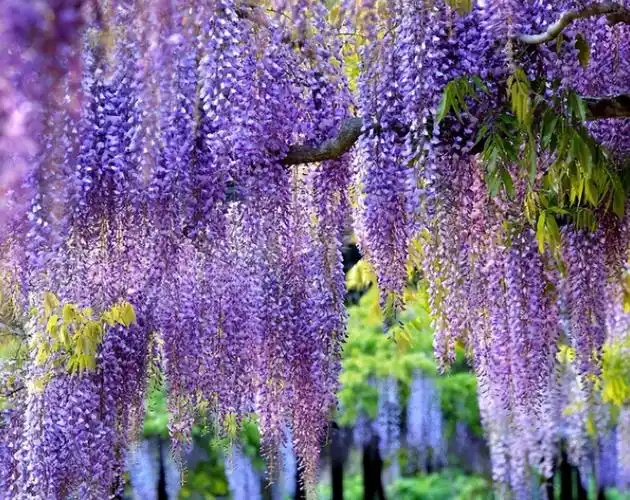 夏天有什么花,10种代表夏天的树