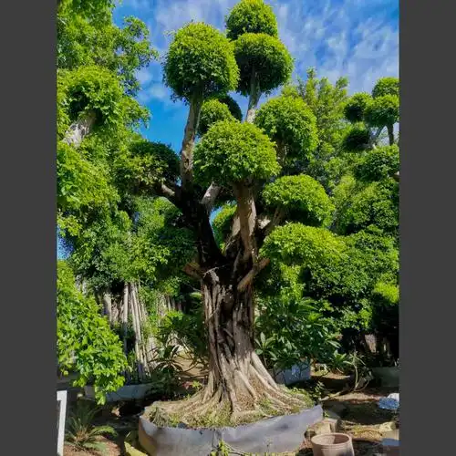 造型小叶榕基地造型榕树桩景基地直销