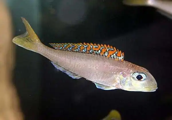 七彩珍珠 - 坦湖慈鲷品种 - 三湖慈鲷品种 - 三湖慈鲷 - 观赏鱼百科