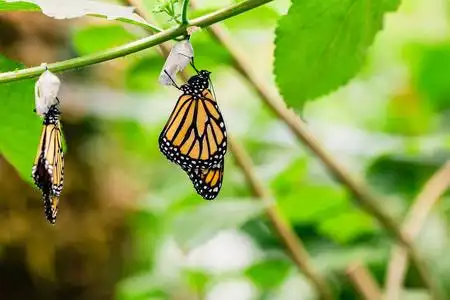 蝶蛹的蝴蝶挂图片