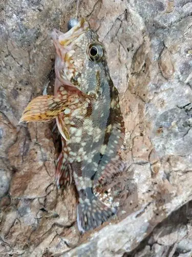 发点周六东涌路亚的石狗公