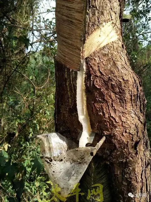 男子说最担心的就是刮好的松脂被人偷了.