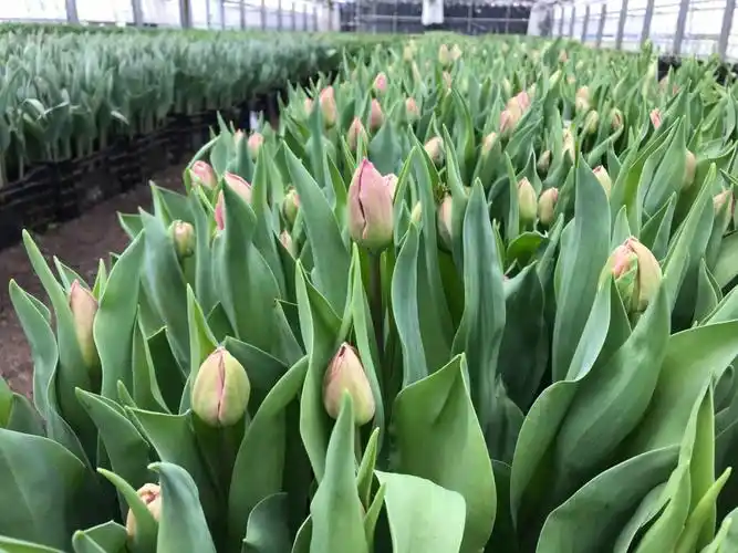 简易实用的郁金香水培无土栽培设计