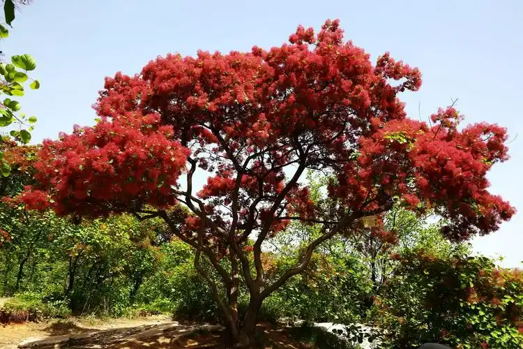 叠翠烟罗十里树 ,一日看尽黄栌花