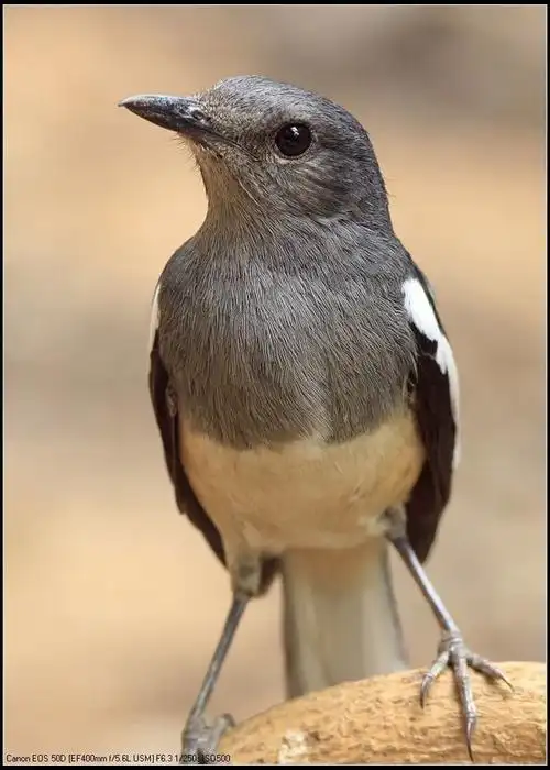 山林拍鸟之九(母鹊鸲鸟)