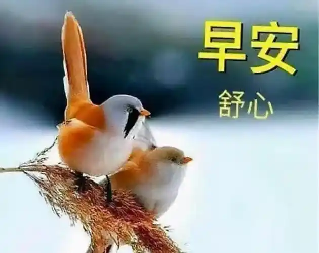 亲爱的,我爱你.早安!