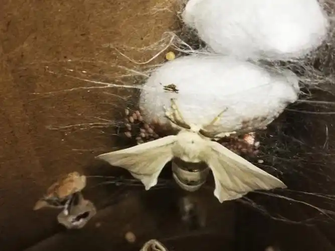 宠物日记12蚕宝结婚生子了