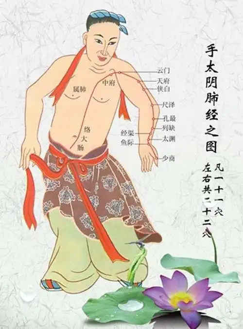 其它 手太阴肺经 写美篇经脉循行:本经自中焦的胃脘部起始,向下联络