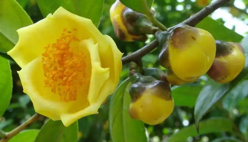 合浦石康:国宝金花正艳丽(图片欣赏)