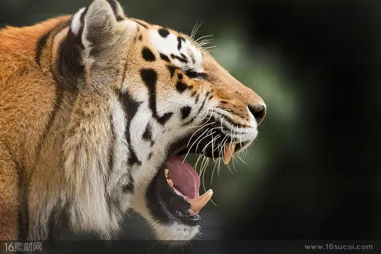 张着嘴的老虎侧面摄影高清图片