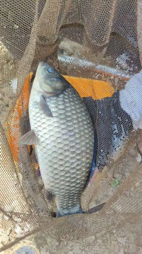 「四月鱼获」梅姐新学技能,一招擒获斤鲫_老公_鲫鱼_白条