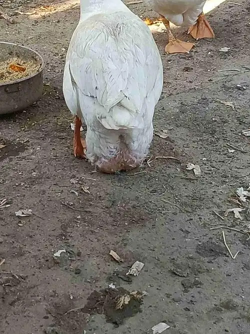 鹅屁股下面长了一个大包