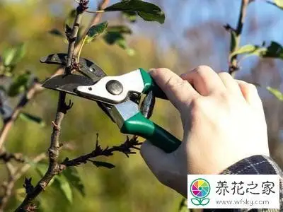 立春后樱桃是否该修剪