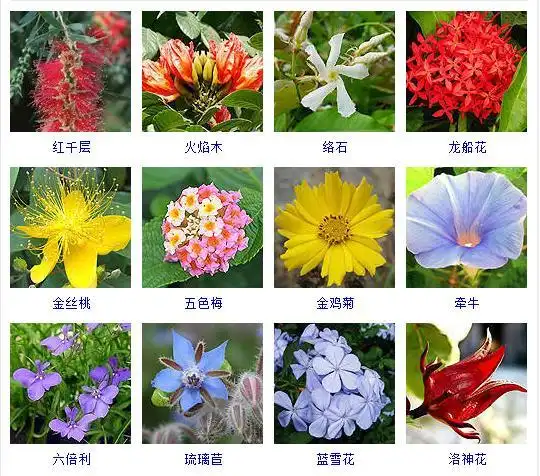 夏天开的花有什么花?