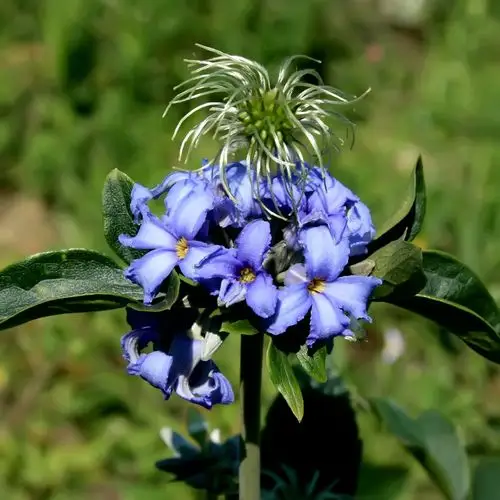 认识植物《大叶铁线莲》 - 生态静物 - 环球数码摄影网论坛 - 摄影交