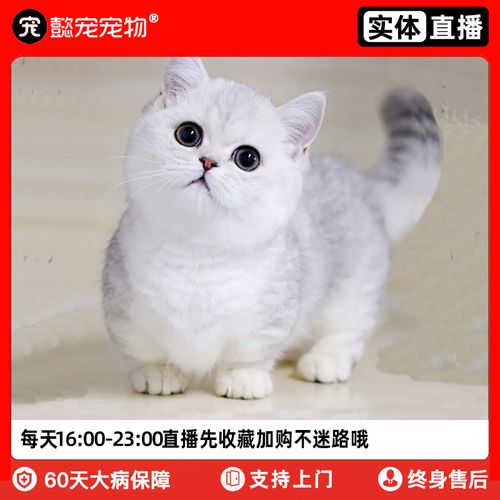懿·宠英短银渐层矮脚猫纯种幼猫活体纯种宠物猫咪活物实体门店