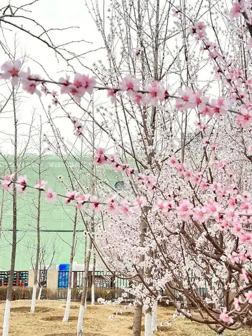 藏在窑洼湖的桃树开花了超级美