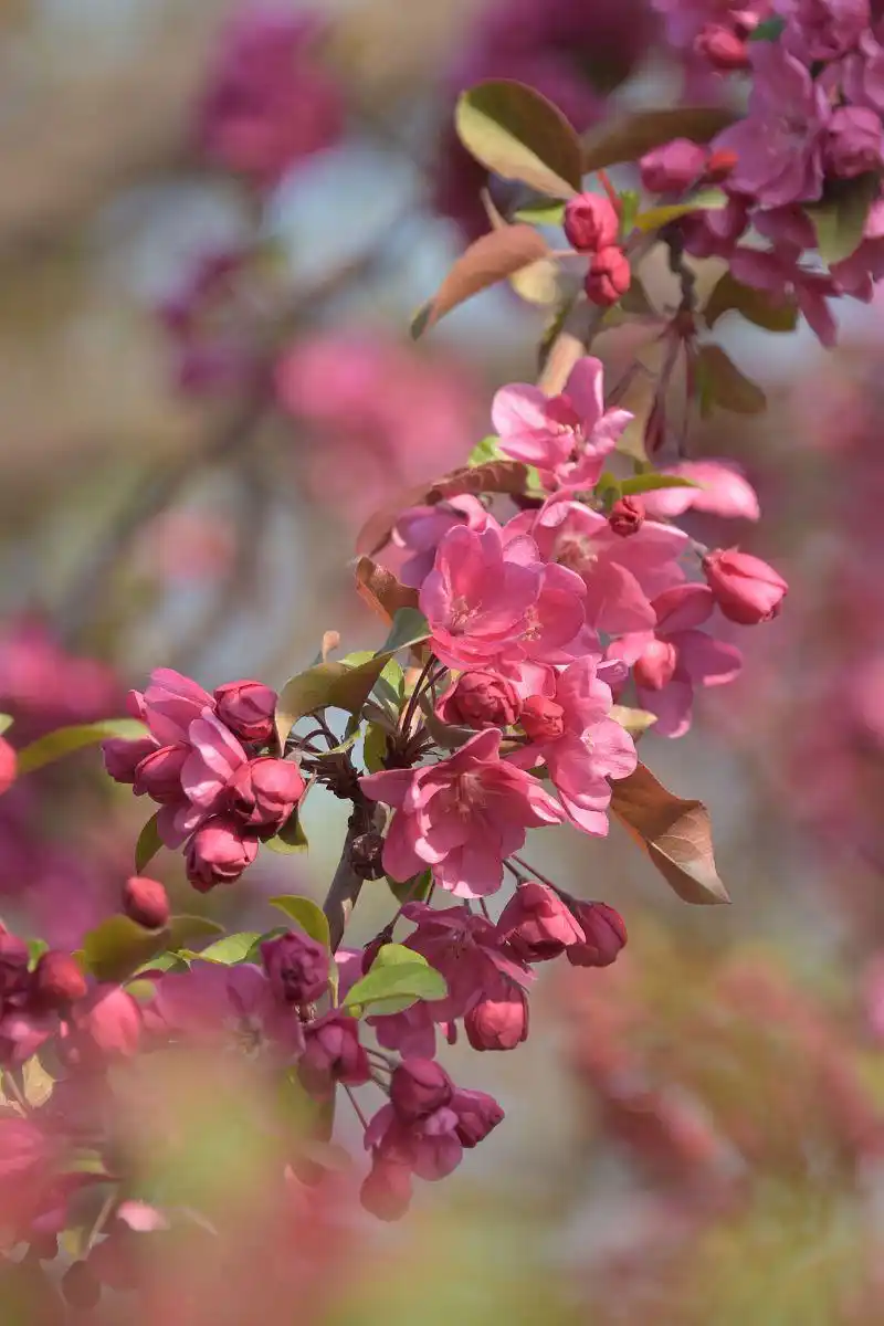 热烈的红宝石海棠花,拥有自己生命的缤纷盛景