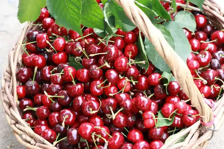 记黑山安大樱桃采摘联谊会