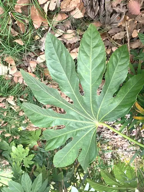 掌状的叶片,裂叶约8片,看似有8个角而名.