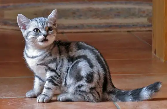 英短虎斑猫就是不纯吗