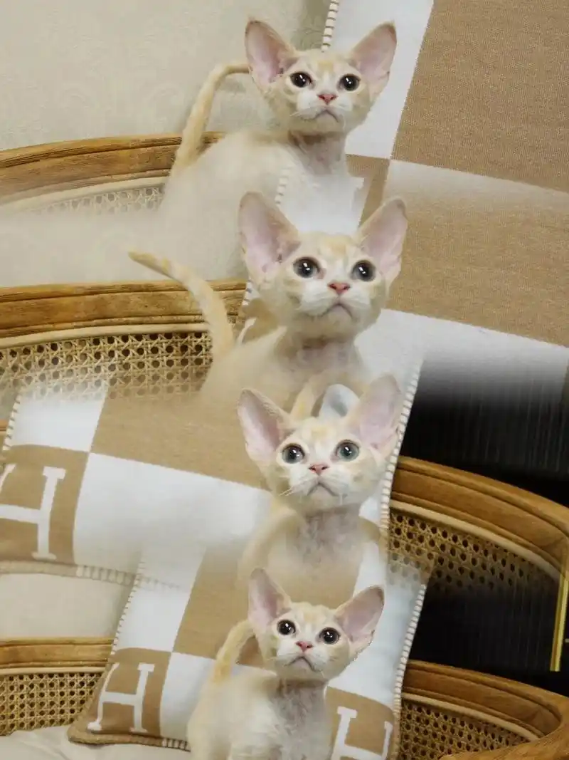 稀有色凯米尔色加白德文卷毛猫弟弟德文男孩.