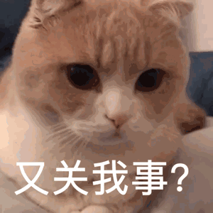 可爱猫咪gif动图表情包