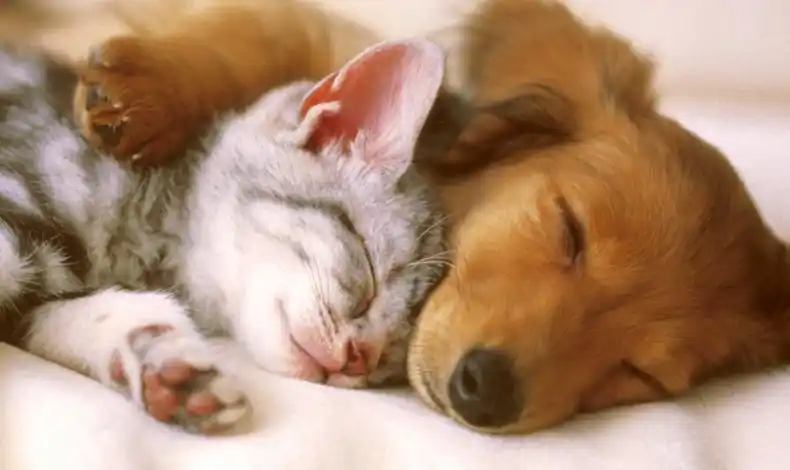 家中已经养猫,现在准备养狗的饲主:建议保持猫狗间的互动距离,各自