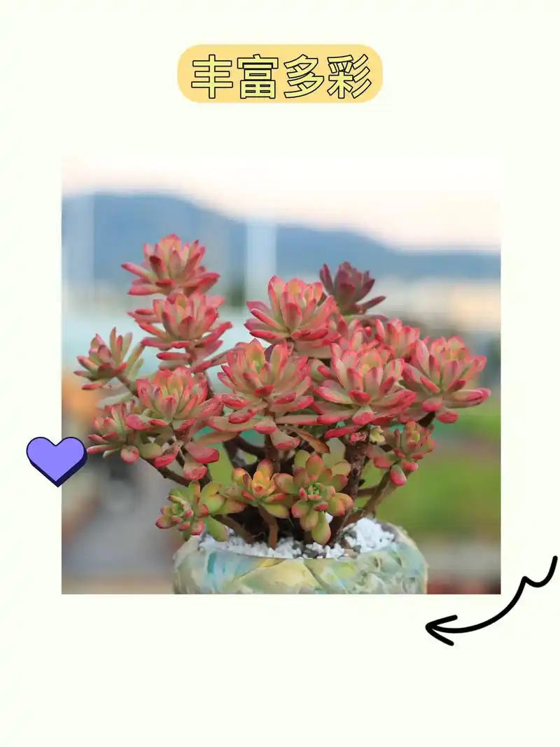 七彩叮当锦入门多肉,小叮当品 - 抖音