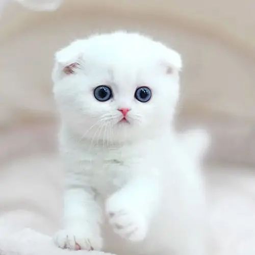 天津折耳猫价格