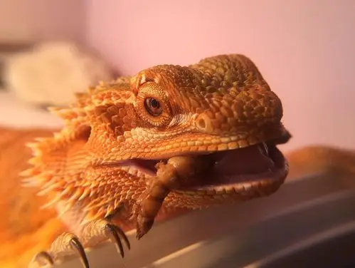 大怪兽 #monster#lizard#鬃狮蜥#蜥蜴##reptilesofinstagram