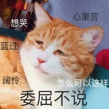 最特别搞笑的猫咪头像带文字