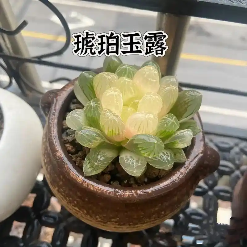 玉露品种.玉露是个大家族,今天分享了十几个玉露的品种,快来看 - 抖音