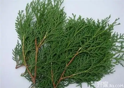 柏树叶的功效及作用如何用柏树叶洗头