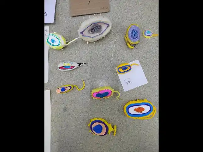 学生制作的细菌模型
