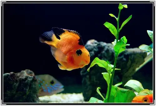 手持抓拍●翻箱漏片●那年夜拍水中鱼(十四)